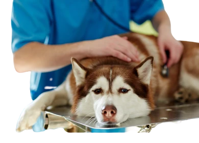 dog treatment